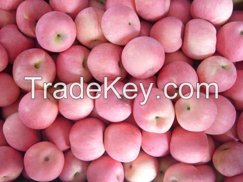 Fresh Apples, FRUITS, 