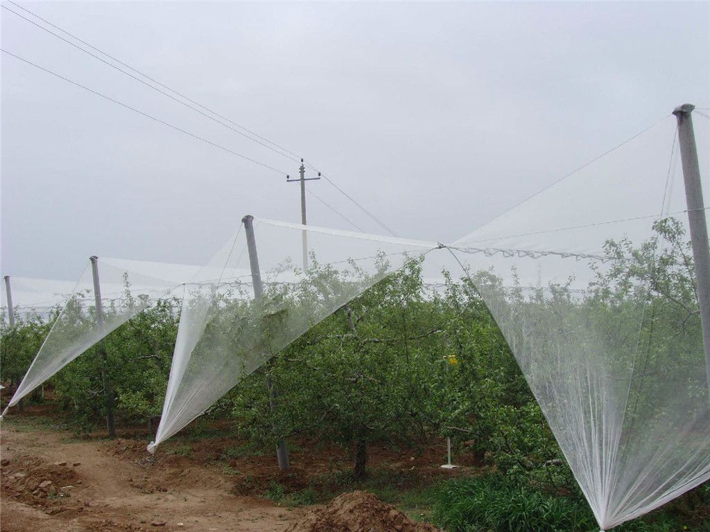 100% Virgin HDPE Mesh Apple Tree Anti Hail Net for Agriculture