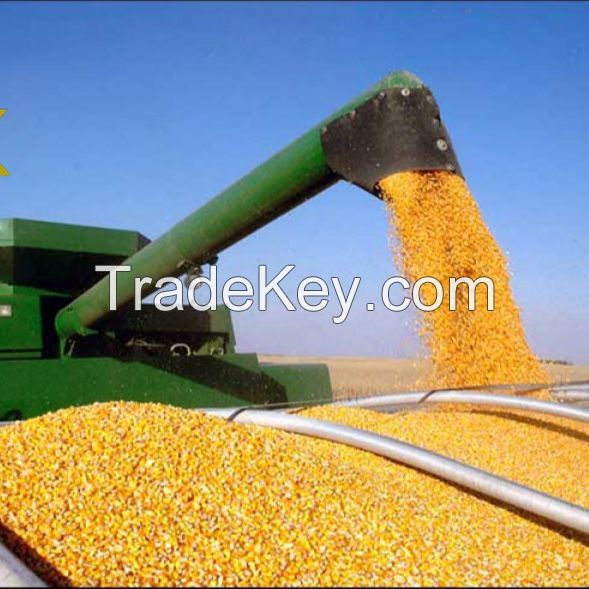 1/6  Corn Yellow Yellowcornyellow Bulk IQF Frozen Sweet Corn Yellow Corn Kernels