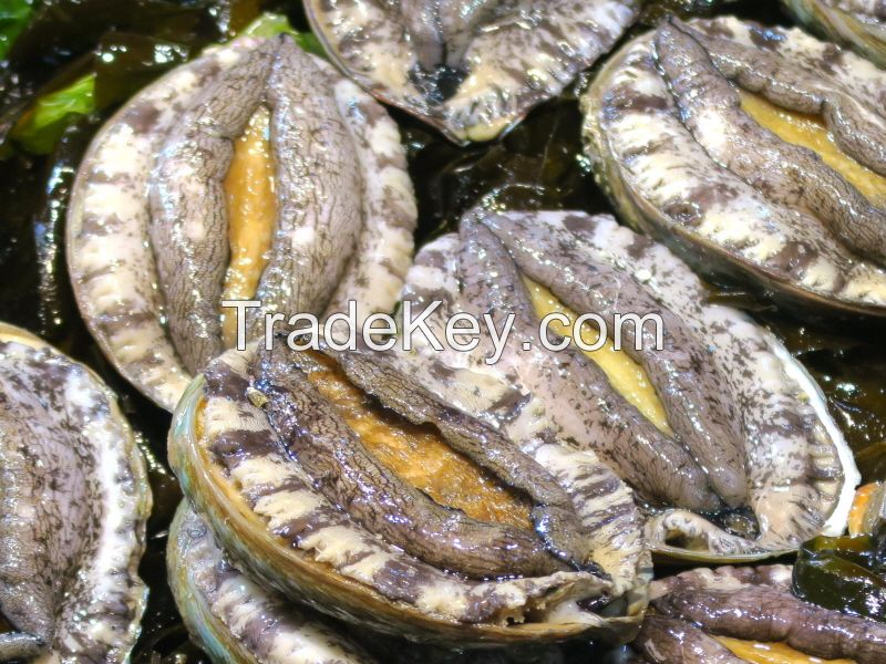 Fresh and live abalon from South Korea