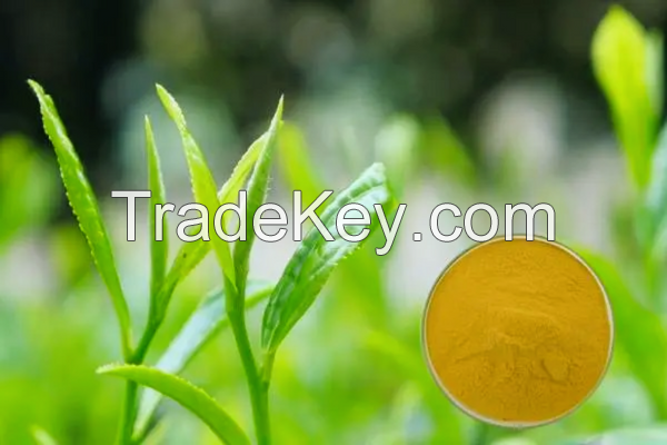 Tea Extract Tea Polyphenols 98% Food and Beverage Raw Materials