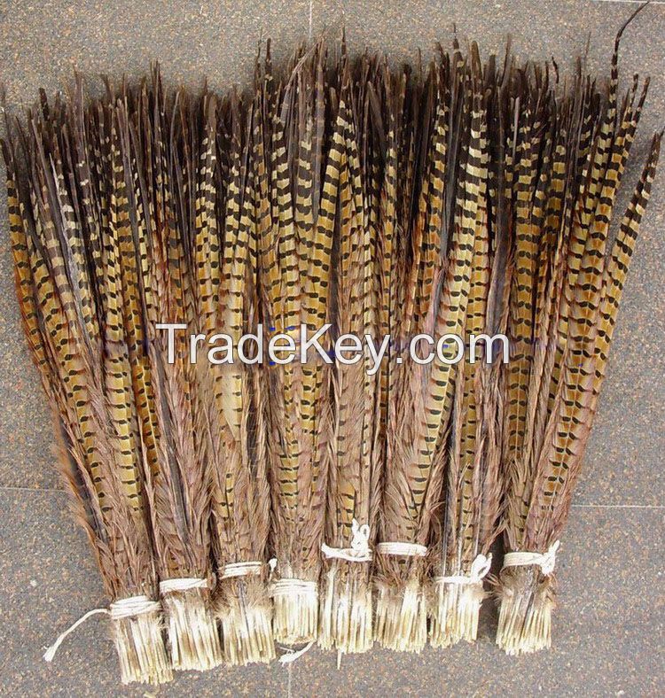 Sell Ringneck Pheasant Tail Feather