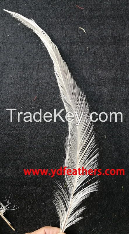 Sell Burnt Coque/Rooster/Cock Tail Feather from China