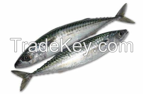 frozen china pacific mackerel