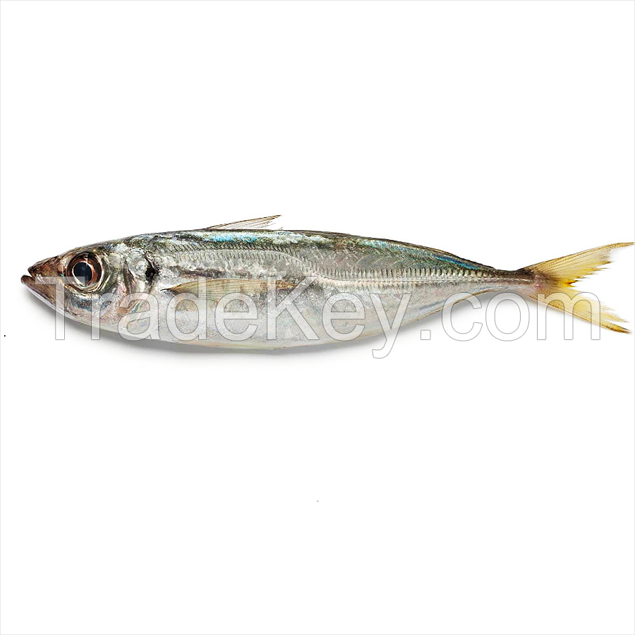 horse mackerel