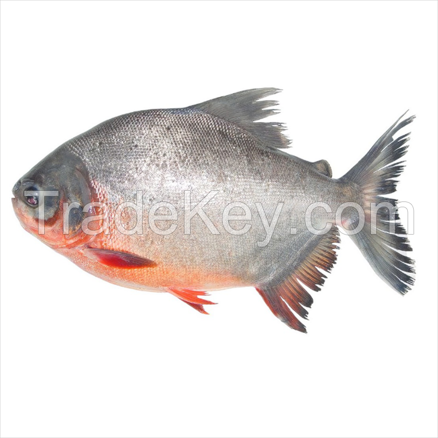 red pomfret