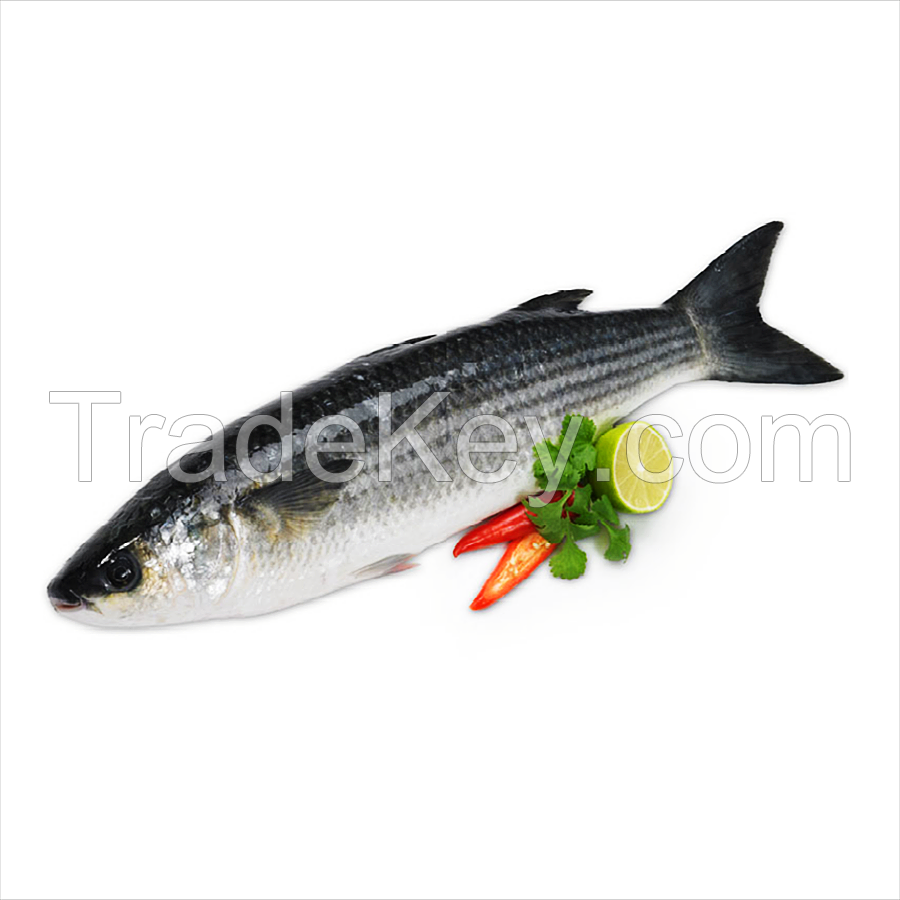 grey mullet