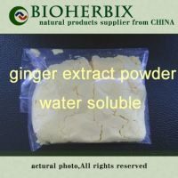 ginger powder extract