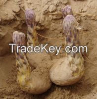 Cistanche deserticola, ginseng, astragalus, extract