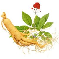 American ginseng and U.S.A ginseng reduce blood pressure and treat diabetes