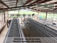 automated chicken cage and equipment abuja