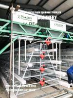Automatic layer chicken cages for sale for poultry farming in Ghana