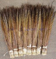 Sell Ringneck Pheasant Tail Feather
