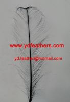 Sell Burnt Ostrich Feather/Plume Dyd Black from China