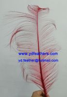 Sell Burnt Ostrich Feather/Plume Dyed Red from China