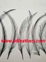Sell Burnt Coque/Rooster/Cock Tail Feather Dyed Black from China
