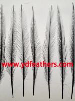 Sell Burnt Ringneck Pheasant Tail Feather
