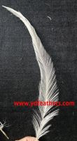 Sell Burnt Coque/Rooster/Cock Tail Feather from China