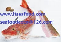 frozen red gurnard fish fillet