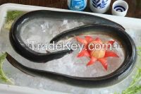 Frozen Eel (A.Anguilla/Japonica) from China