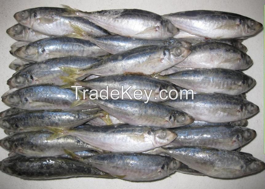 Mackerel fish, Bonito fish, Tuna fish, Tilapia fish, Frozen shrimps, Squids, Crabs