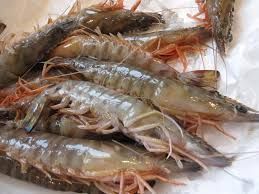 Mackerel fish, Bonito fish, Tuna fish, Tilapia fish, Frozen shrimps, Squids, Crabs