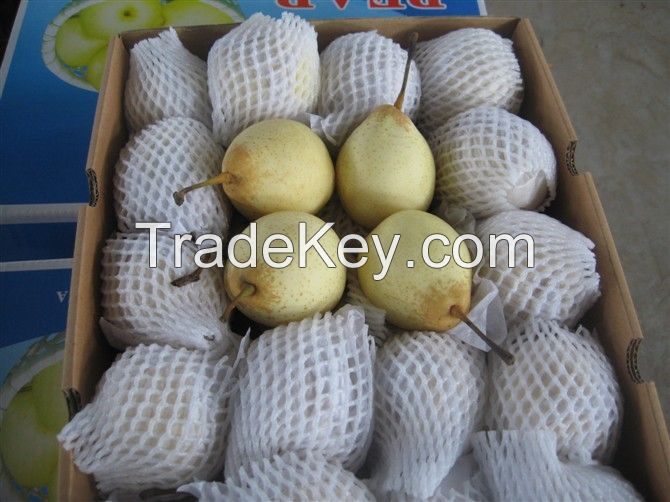 Ya Pear,Su Pear,Crown Pear,Shandong Pear,Golden Pear
