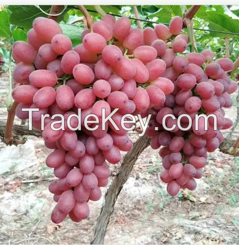 Chinese red globe grapes Fresh Style fresh grapes for sale 