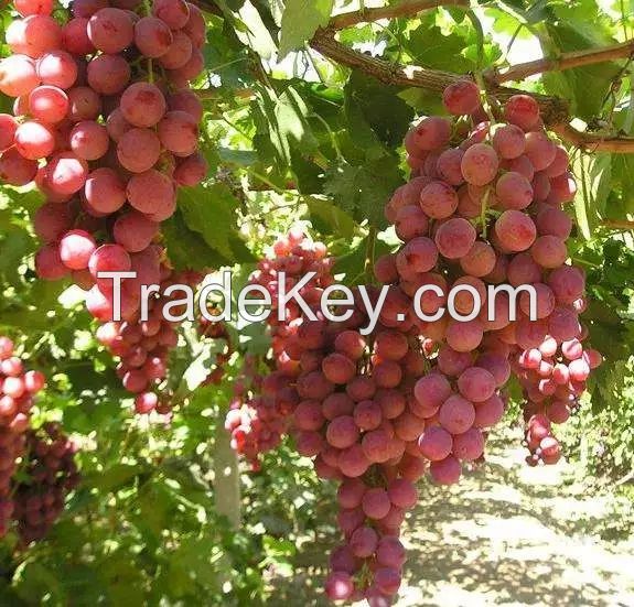 Chinese red globe grapes Fresh Style fresh grapes for sale 
