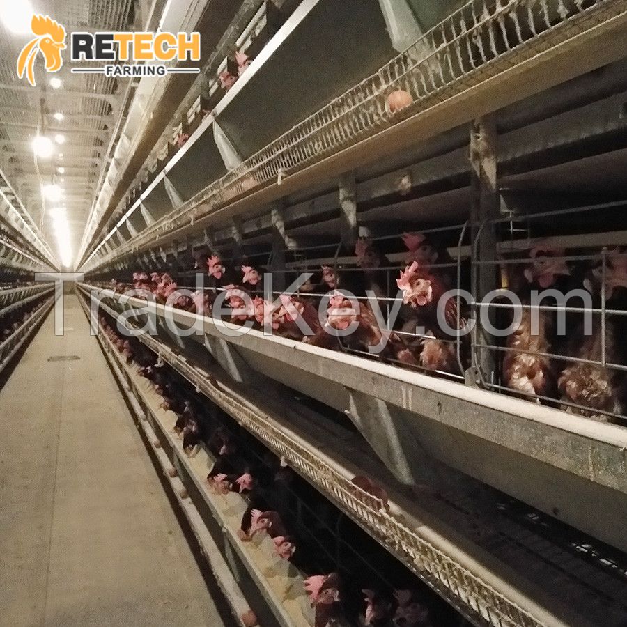 H Type chicken layer cages with automatic feeding system