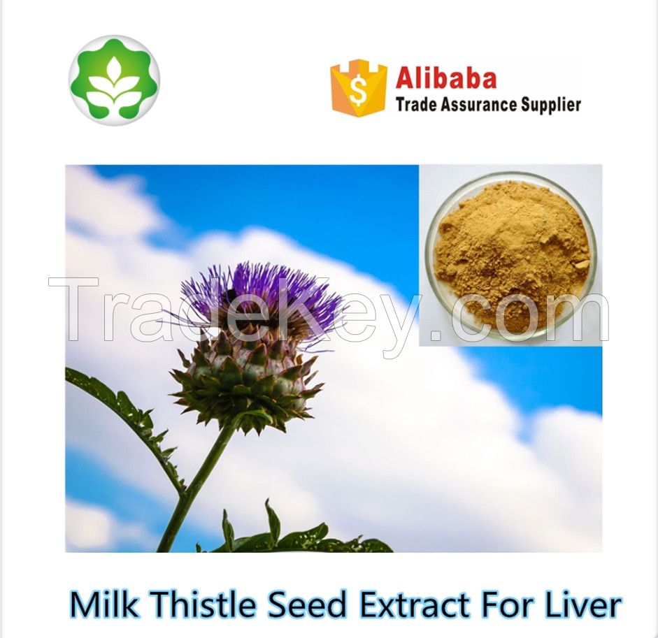 Ethanol extraction Nature milk thistle extract UV80% doubleSilibinin 30% fatty liver treatment
