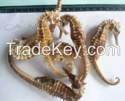 14cm-45cm Dried Seahorse for Sale| Dried Seahorse Wholesaler fast shipping to China