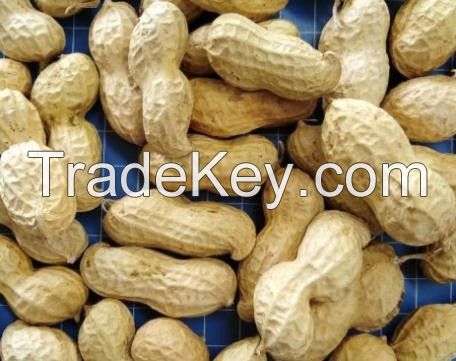 Chinese Peanut inshell, groundnuts, raw and roasted peanut