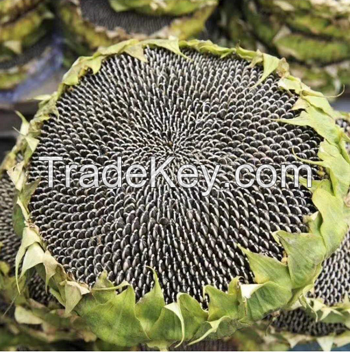 361 type big face hybrid sunflower seeds 363 type 601 type for planting