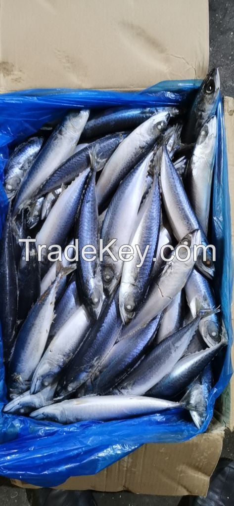 frozen mackerel good price and quality