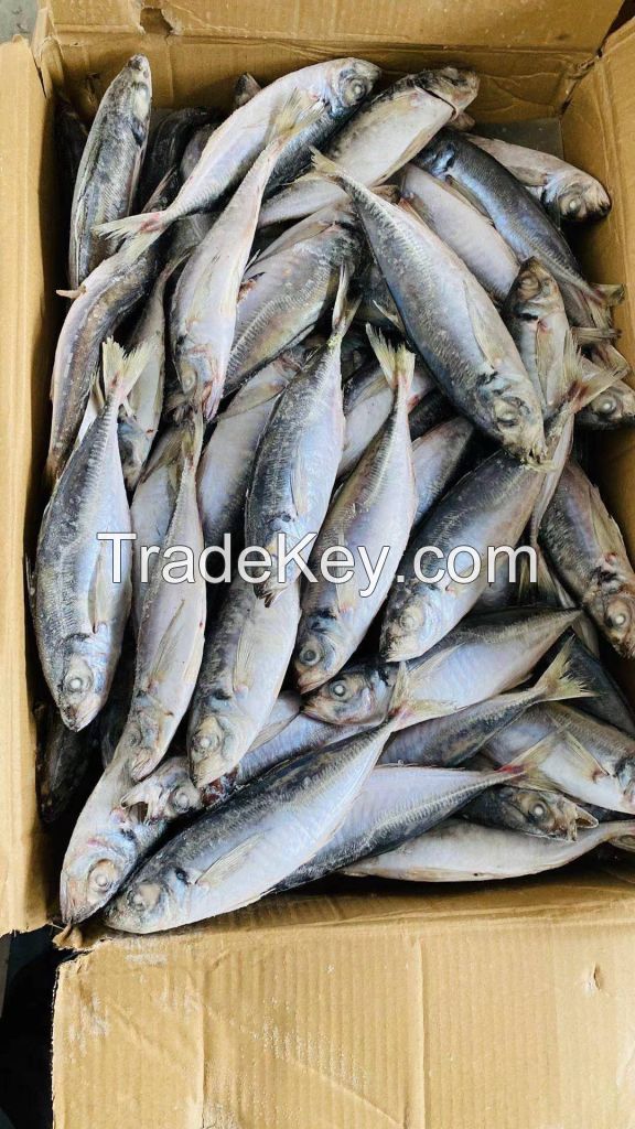 frozen horse mackerel at good price