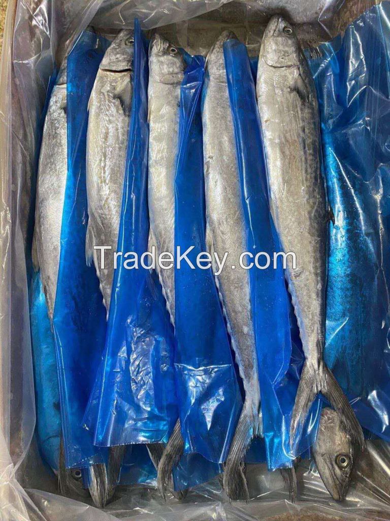 frozen Spanish mackerel good quality and price