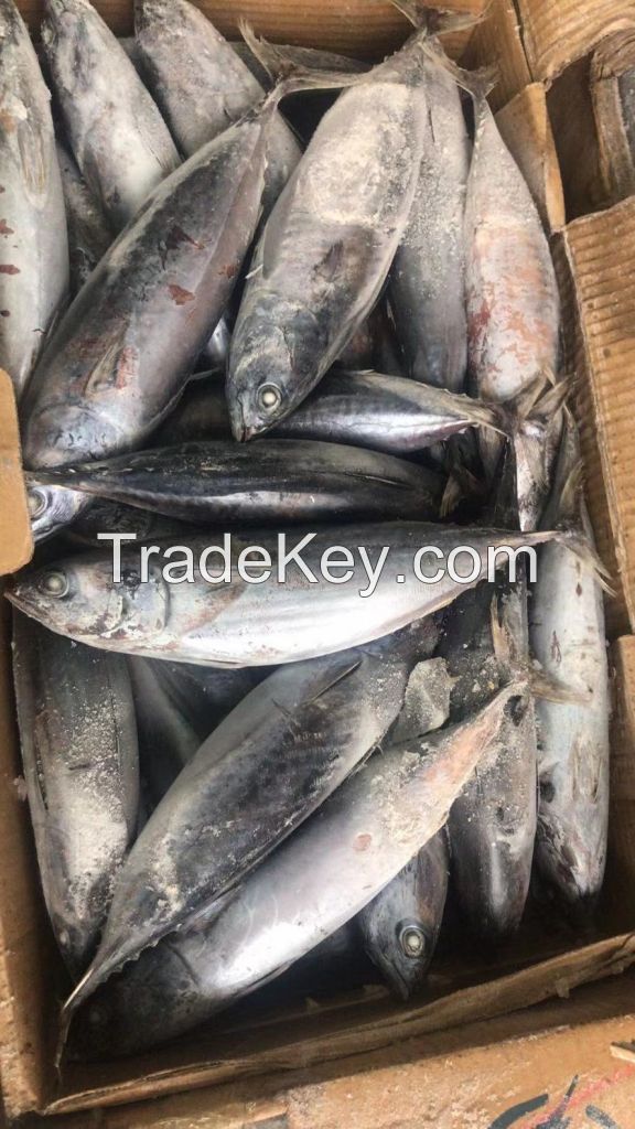 frozen bonito good price and high quality