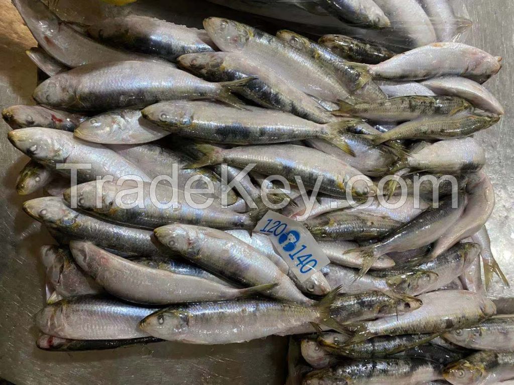 frozen sardine good price and quality