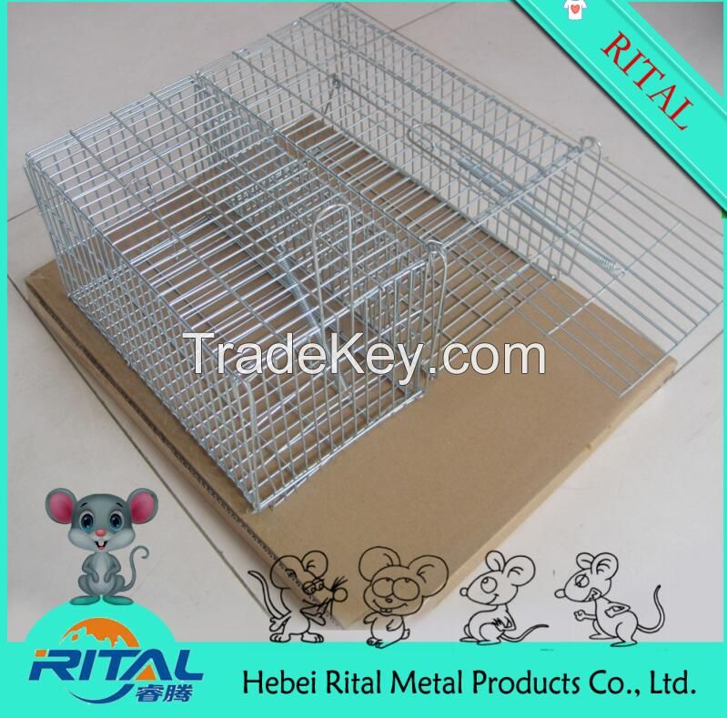 Folding wire Squirrel Cage Trap