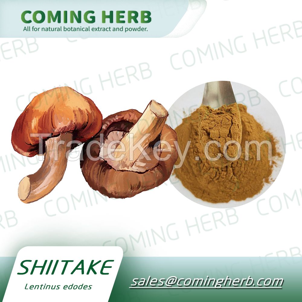 Pure natural Shiitake Mushroom Extract/Shiitake Mushroom Extract Powde