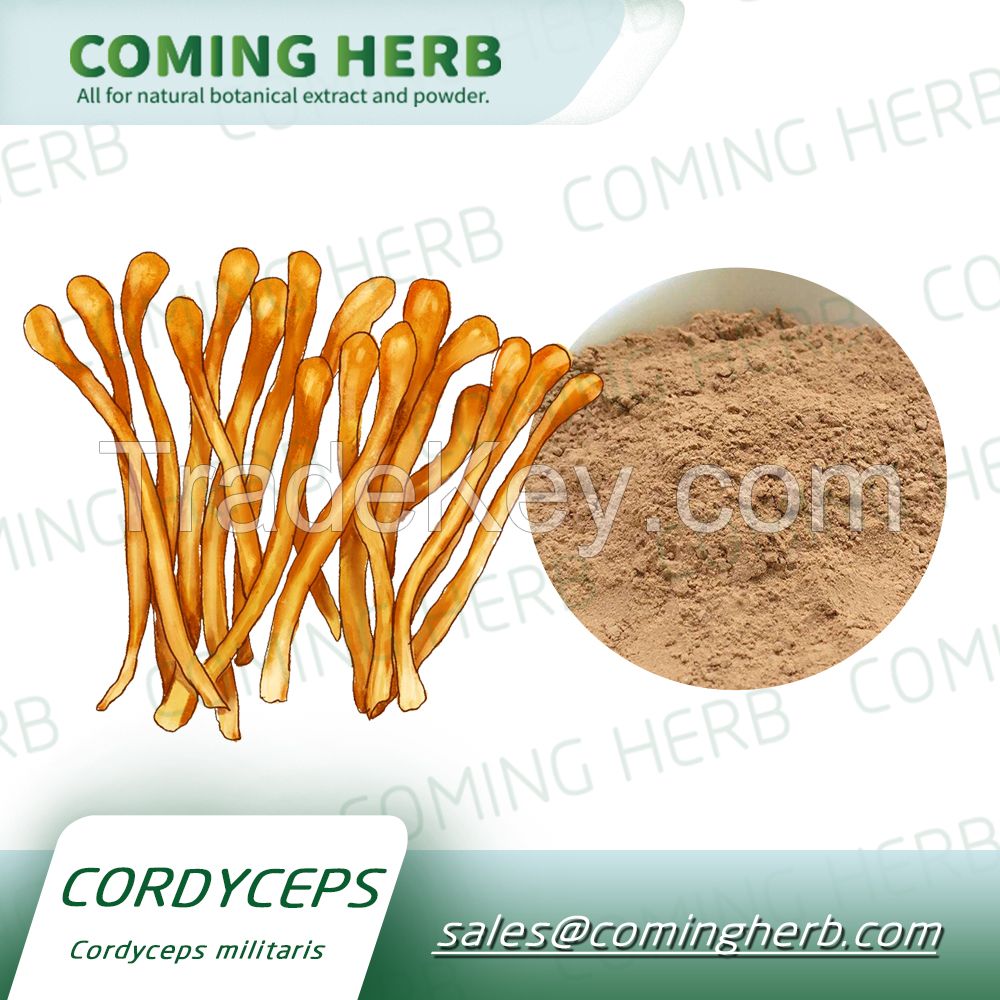 China factory supplied top quality cordyceps militaris 40% Beta D Glucan Manufacturer cordyceps extract powder