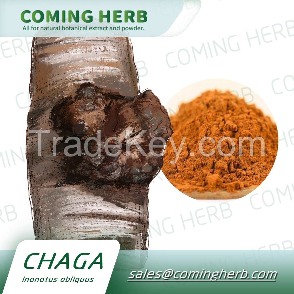 High Quality Instant Powder Chaga Mushroom Extract Chaga coffee