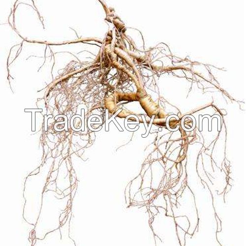 Wild Ginseng for Thousands of Years Millennium Ginseng Changbai Mountain Ginseng