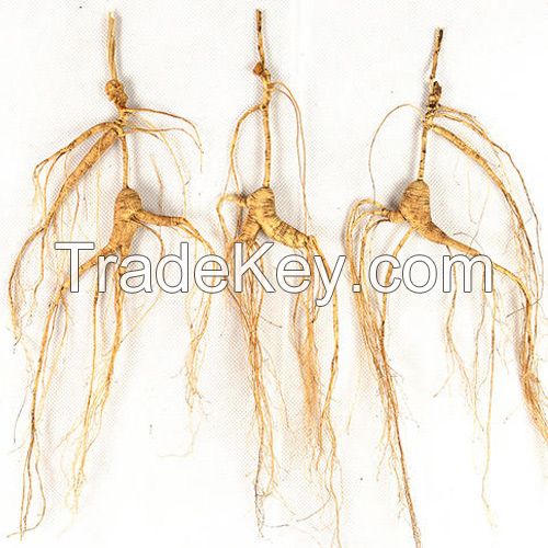 Wild Ginseng for Thousands of Years Millennium Ginseng Changbai Mountain Ginseng