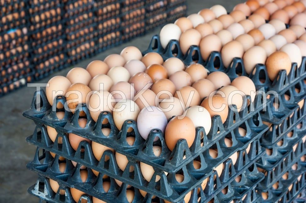 Quality Chicken Eggs Broiler Hatching Chicken Eggs Wholesale