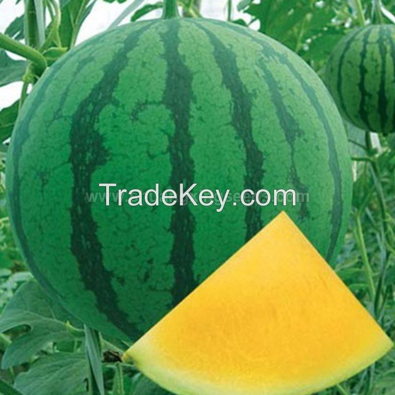 Good quality F1 hybrid yellow watermelon seeds