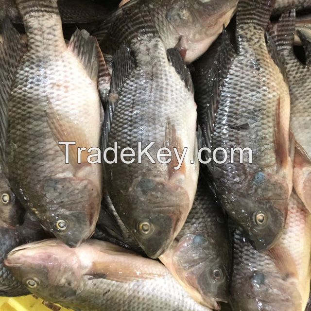 New arrival frozen tilapia whole round fish