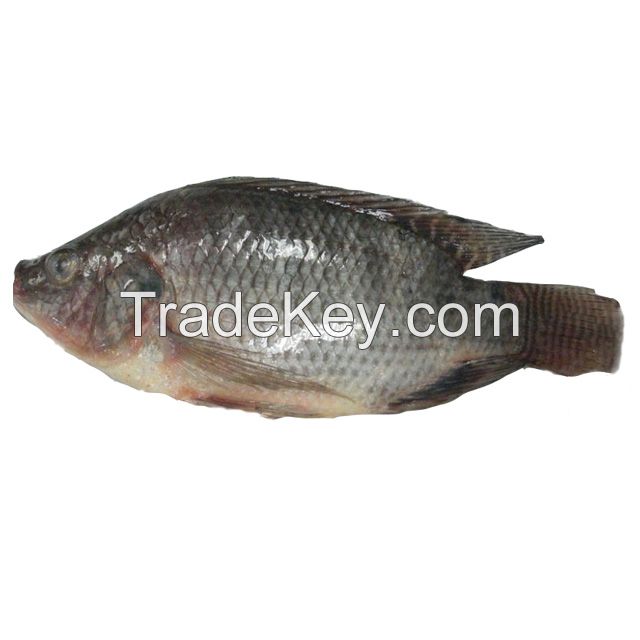 New arrival frozen tilapia whole round fish