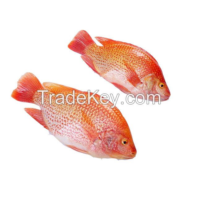 New Arrival  Frozen Whole Round Fish  Fresh Red  Tilapia